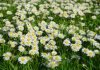 Les plantes médicinales qui soignent la toux bébé