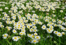 Les plantes médicinales qui soignent la toux bébé