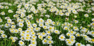 Les plantes médicinales qui soignent la toux bébé