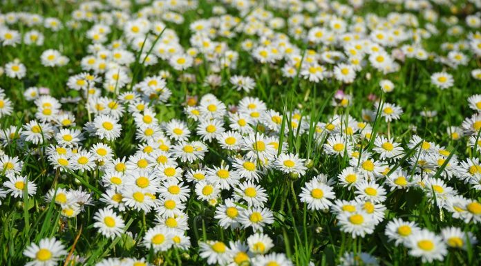 Les plantes médicinales qui soignent la toux bébé