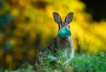 Les actions à entreprendre avec les enfants face au coronavirus