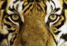 Ce que le jaunissement des yeux signifie